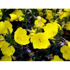 Natlys 'Hohes Licht' Oenothera Tetragona 'Hohes Licht' 1 Liter Potte -Montoz Butik mi10002 oenothera fruticosa hohes licht 1af9