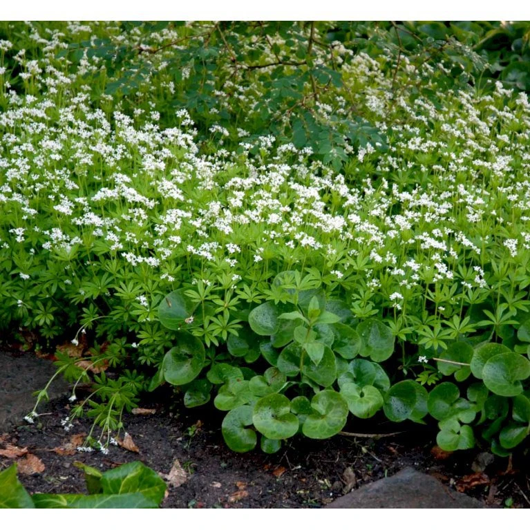 Skovmærke Galium Odoratum 10 Cm. Potte 5 Skovmærke Galium Odoratum 10 Cm. Potte - Billede 3
