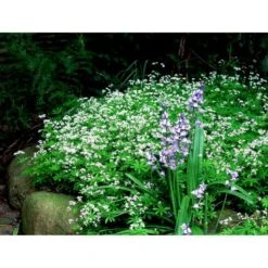 Skovmærke Galium Odoratum 10 Cm. Potte 11 Skovmærke Galium Odoratum 10 Cm. Potte -Montoz Butik mi1001 galium odoratum b1fb