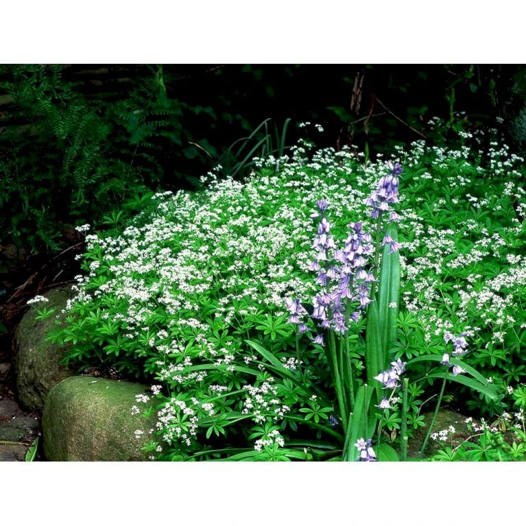 Skovmærke Galium Odoratum 10 Cm. Potte 7 Skovmærke Galium Odoratum 10 Cm. Potte - Billede 5
