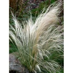 Hejregræs Stipa Tenuissima Bakke Med 12 Stk. -Montoz Butik mi10089 stipa tenuissima 03d7