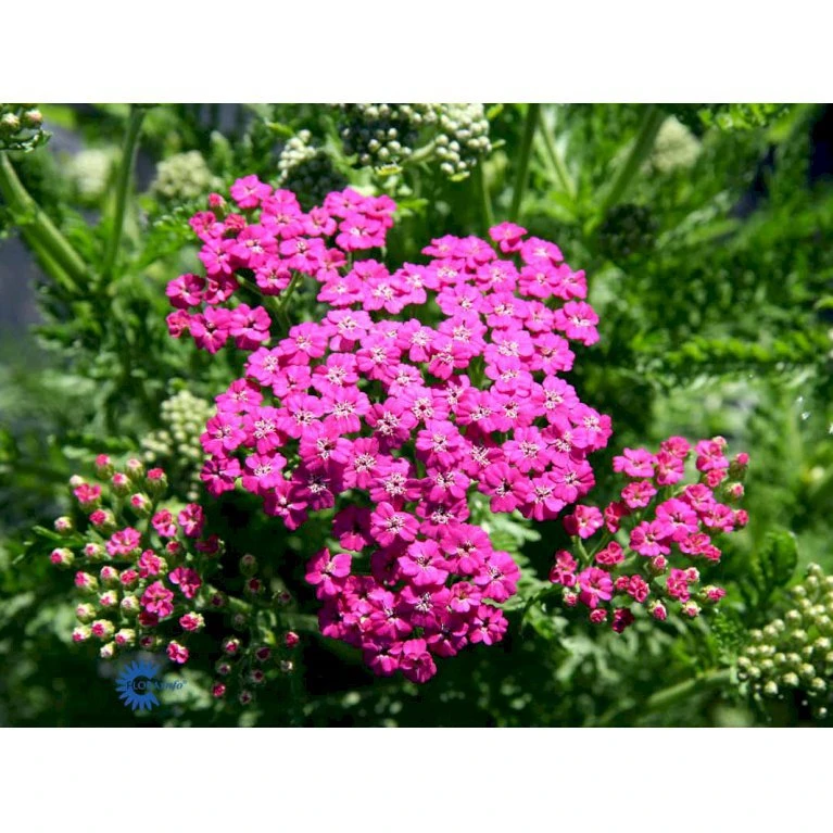 Almindelig Røllike 'Pink Grapefruit' Achillea Millefolium 'Pink Grapefruit' 1 Liter Potte 6 Almindelig Røllike 'Pink Grapefruit' Achillea Millefolium 'Pink Grapefruit' 1 Liter Potte - Billede 4