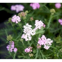 Røllike Achillea Millefolium 'Wonderful Wampee' 1 Liter Potte 9 Røllike Achillea Millefolium 'Wonderful Wampee' 1 Liter Potte -Montoz Butik mi10153 achillea mil t f wunderfull wampee 3089
