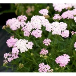 Røllike Achillea Millefolium 'Wonderful Wampee' 1 Liter Potte 8 Røllike Achillea Millefolium 'Wonderful Wampee' 1 Liter Potte -Montoz Butik mi10153 achillea mil t f wunderfull wampee 480b