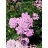 Røllike Achillea Millefolium 'Wonderful Wampee' 1 Liter Potte -Montoz Butik mi10153 achillea mil t f wunderfull wampee ad5b