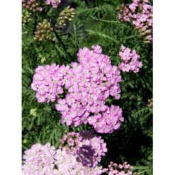 Røllike Achillea Millefolium 'Wonderful Wampee' 1 Liter Potte