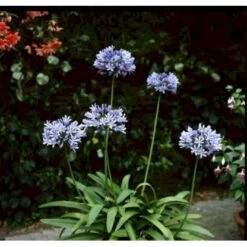 Skærmlilje 'Dr. Brouwer' Agapanthus Hybrid 'Dr. Brouwer' Potte 2 Liter. -Montoz Butik mi10218 agapanthus dr brouwer 8d02