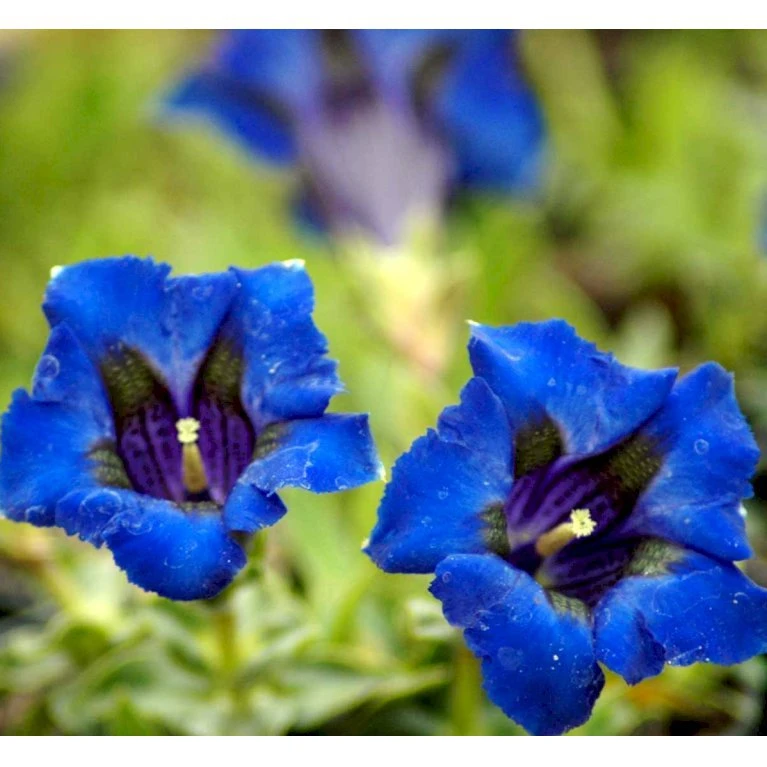 Trompet Ensian Gentiana Acaulis 10 Cm. Potte 5 Trompet Ensian Gentiana Acaulis 10 Cm. Potte - Billede 3