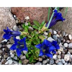Trompet Ensian Gentiana Acaulis 10 Cm. Potte 10 Trompet Ensian Gentiana Acaulis 10 Cm. Potte -Montoz Butik mi1028 gentiana acaulis cad6