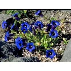 Trompet Ensian Gentiana Acaulis 10 Cm. Potte 11 Trompet Ensian Gentiana Acaulis 10 Cm. Potte -Montoz Butik mi1028 gentiana acaulis f1d5