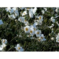 Høstanemone 'Honorine Jobert' Anemone Japonica 'Honorine Jobert' 1 Liter Potte -Montoz Butik mi10365 anemone x hybrida honorine jobert 534f