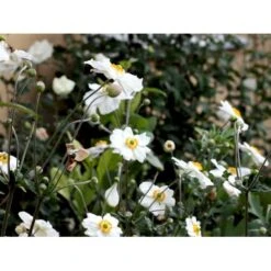 Høstanemone 'Honorine Jobert' Anemone Japonica 'Honorine Jobert' 1 Liter Potte -Montoz Butik mi10365 anemone x hybrida honorine jobert 8486