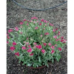 Kattefod 'Rubra' Antennaria Dioca 'Rubra' 10 Cm. Potte -Montoz Butik mi10384 antennaria dioica rubra 45a5