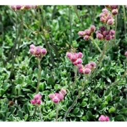 Kattefod 'Rubra' Antennaria Dioca 'Rubra' 10 Cm. Potte -Montoz Butik mi10384 antennaria dioica rubra 6847
