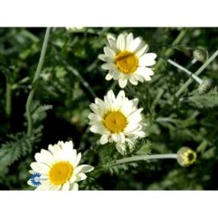 Farve-Gåseurt Anthemis Tinctoria 'Sauce Hollandaise' 1 Liter Potte -Montoz Butik mi10401 anthemis tinctoria sauce hollandaise 423f