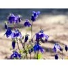 Alpeakeleje Aquilegia Alpina 1 Liter Potte