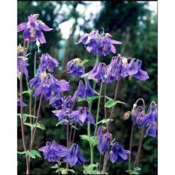 Alpeakeleje Aquilegia Alpina 1 Liter Potte -Montoz Butik mi10412 aquilegia alpina 838c