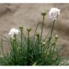 Engelsk Græs 'Alba' Armeria Maritima 'Alba' 10 Cm. Potte 2 Engelsk Græs 'Alba' Armeria Maritima 'Alba' 10 Cm. Potte -Montoz Butik mi10483 armeria maritima alba 0610