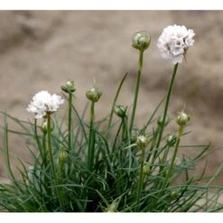 Engelsk Græs 'Alba' Armeria Maritima 'Alba' 10 Cm. Potte