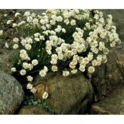 Engelsk Græs 'Alba' Armeria Maritima 'Alba' 10 Cm. Potte -Montoz Butik mi10483 armeria maritima alba c583