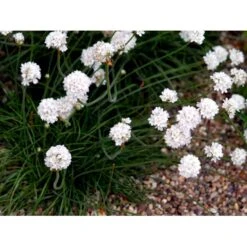 Engelsk Græs 'Alba' Armeria Maritima 'Alba' 10 Cm. Potte -Montoz Butik mi10483 armeria maritima alba e167