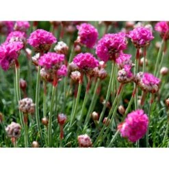Engelsk Græs 'Düsseldorfer Stolz' Armeria Martima 'Düsseldorfter Stoltz' 10 Cm. Potte 13 Engelsk Græs 'Düsseldorfer Stolz' Armeria Martima 'Düsseldorfter Stoltz' 10 Cm. Potte -Montoz Butik mi10487 armeria maritima duesseldorfer stolz 10f4