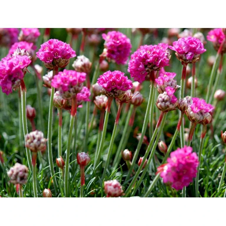 Engelsk Græs 'Düsseldorfer Stolz' Armeria Martima 'Düsseldorfter Stoltz' 10 Cm. Potte 7 Engelsk Græs 'Düsseldorfer Stolz' Armeria Martima 'Düsseldorfter Stoltz' 10 Cm. Potte - Billede 5