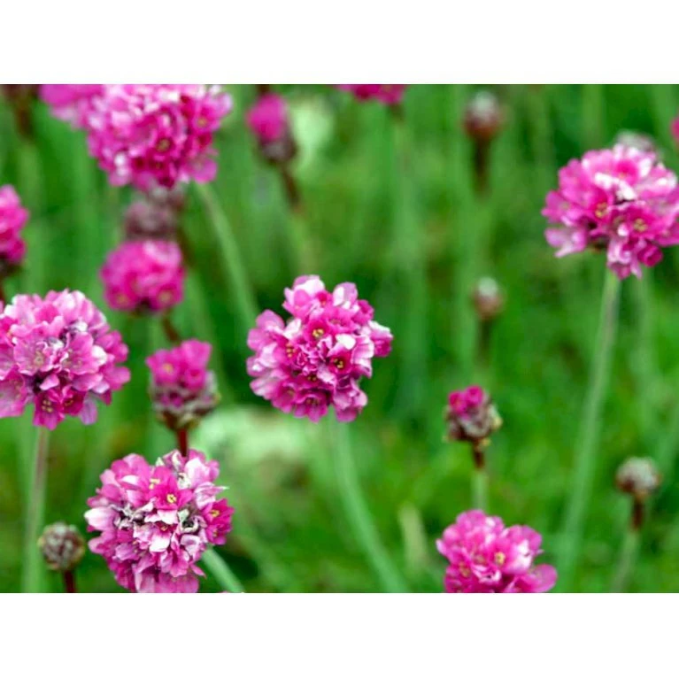 Engelsk Græs 'Düsseldorfer Stolz' Armeria Martima 'Düsseldorfter Stoltz' 10 Cm. Potte 6 Engelsk Græs 'Düsseldorfer Stolz' Armeria Martima 'Düsseldorfter Stoltz' 10 Cm. Potte - Billede 4