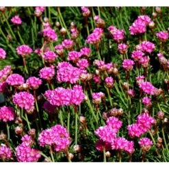 Engelsk Græs 'Düsseldorfer Stolz' Armeria Martima 'Düsseldorfter Stoltz' 10 Cm. Potte