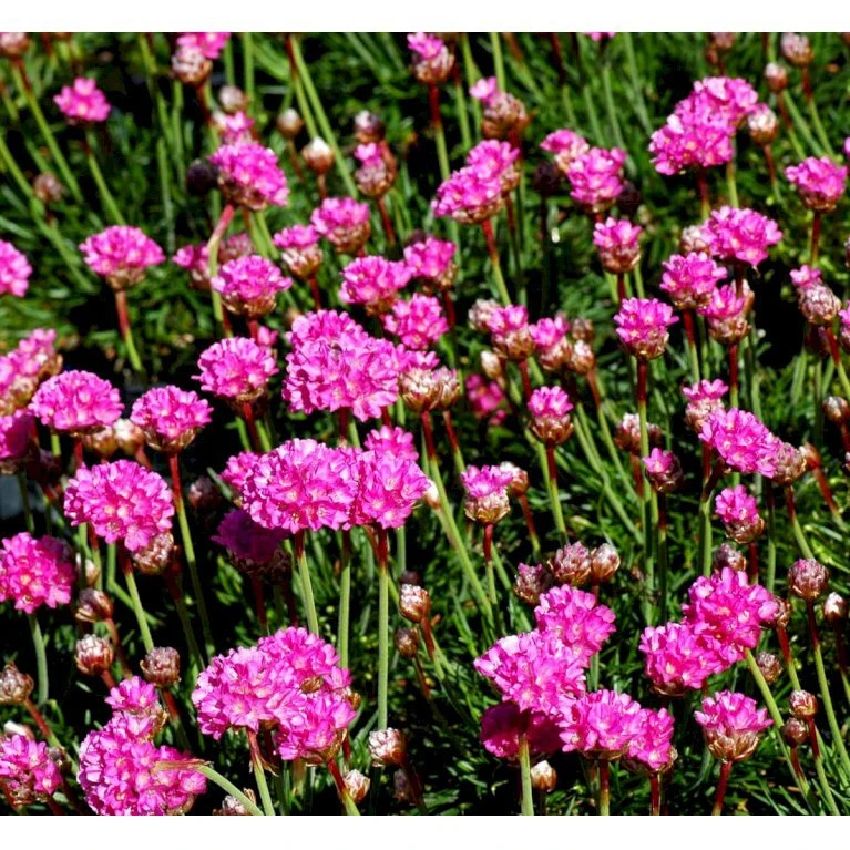 Engelsk Græs 'Düsseldorfer Stolz' Armeria Martima 'Düsseldorfter Stoltz' 10 Cm. Potte 3 Engelsk Græs 'Düsseldorfer Stolz' Armeria Martima 'Düsseldorfter Stoltz' 10 Cm. Potte