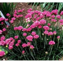 Engelsk Græs 'Düsseldorfer Stolz' Armeria Martima 'Düsseldorfter Stoltz' 10 Cm. Potte 15 Engelsk Græs 'Düsseldorfer Stolz' Armeria Martima 'Düsseldorfter Stoltz' 10 Cm. Potte -Montoz Butik mi10487 armeria maritima duesseldorfer stolz 2629