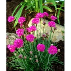 Engelsk Græs 'Düsseldorfer Stolz' Armeria Martima 'Düsseldorfter Stoltz' 10 Cm. Potte 11 Engelsk Græs 'Düsseldorfer Stolz' Armeria Martima 'Düsseldorfter Stoltz' 10 Cm. Potte -Montoz Butik mi10487 armeria maritima duesseldorfer stolz 53c7