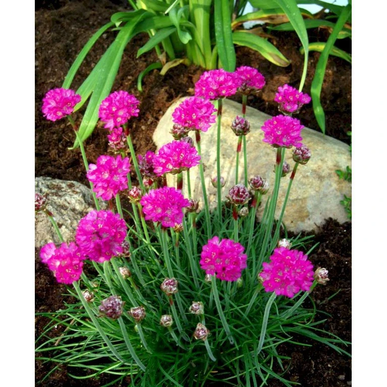 Engelsk Græs 'Düsseldorfer Stolz' Armeria Martima 'Düsseldorfter Stoltz' 10 Cm. Potte 5 Engelsk Græs 'Düsseldorfer Stolz' Armeria Martima 'Düsseldorfter Stoltz' 10 Cm. Potte - Billede 3