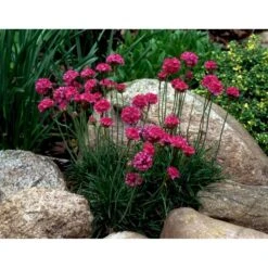 Engelsk Græs 'Düsseldorfer Stolz' Armeria Martima 'Düsseldorfter Stoltz' 10 Cm. Potte 14 Engelsk Græs 'Düsseldorfer Stolz' Armeria Martima 'Düsseldorfter Stoltz' 10 Cm. Potte -Montoz Butik mi10487 armeria maritima duesseldorfer stolz ce22