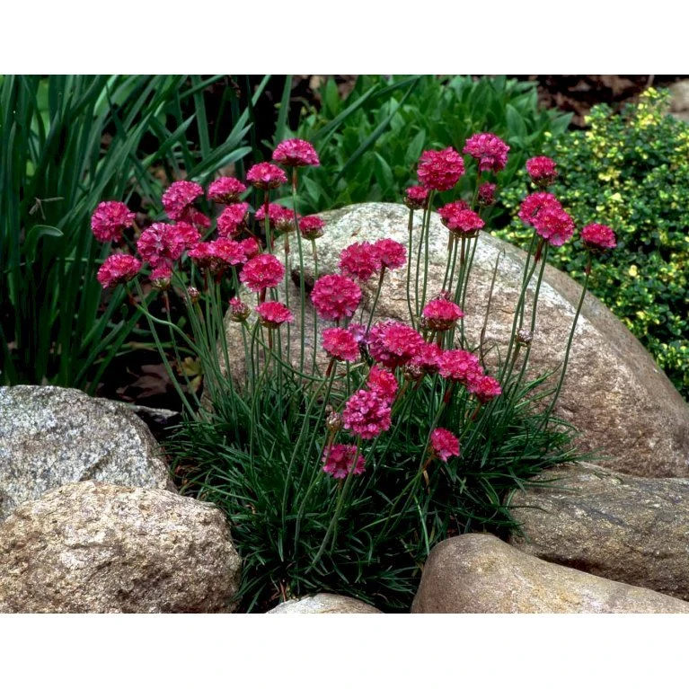 Engelsk Græs 'Düsseldorfer Stolz' Armeria Martima 'Düsseldorfter Stoltz' 10 Cm. Potte 8 Engelsk Græs 'Düsseldorfer Stolz' Armeria Martima 'Düsseldorfter Stoltz' 10 Cm. Potte - Billede 6