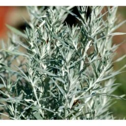 Opret Sølvbynke Artemisia Ludovioiana 'Silver Queen' 1 Liter Potte -Montoz Butik mi10509 artemisia ludoviciana silver queen 54c6