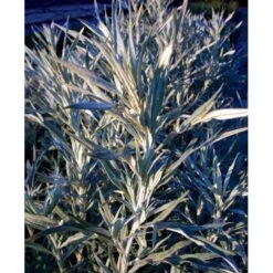 Opret Sølvbynke Artemisia Ludovioiana 'Silver Queen' 1 Liter Potte -Montoz Butik mi10509 artemisia ludoviciana silver queen 9c96