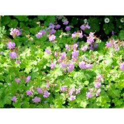 Engelsk Storkenæb 'Cambridge' Geranium Cantabrigiense 'Cambridge' 10 Cm. Potte -Montoz Butik mi1052 geranium cantabrigiense cambridge 22fa