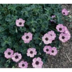 Storkenæb 'Ballerina' Geranium Cinereum 'Ballerina' 10 Cm. Potte -Montoz Butik mi1053 geranium cinereum ballerina 1197