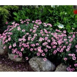 Storkenæb 'Ballerina' Geranium Cinereum 'Ballerina' 10 Cm. Potte -Montoz Butik mi1053 geranium cinereum ballerina 29ea