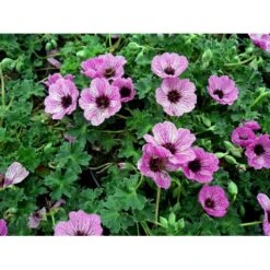 Storkenæb 'Ballerina' Geranium Cinereum 'Ballerina' 10 Cm. Potte -Montoz Butik mi1053 geranium cinereum ballerina 53eb