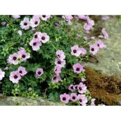 Storkenæb 'Ballerina' Geranium Cinereum 'Ballerina' 10 Cm. Potte -Montoz Butik mi1053 geranium cinereum ballerina 70e0