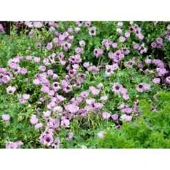 Storkenæb 'Ballerina' Geranium Cinereum 'Ballerina' 10 Cm. Potte -Montoz Butik mi1053 geranium cinereum ballerina 73a4