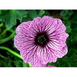 Storkenæb 'Ballerina' Geranium Cinereum 'Ballerina' 10 Cm. Potte -Montoz Butik mi1053 geranium cinereum ballerina e43b