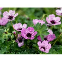 Storkenæb 'Ballerina' Geranium Cinereum 'Ballerina' 10 Cm. Potte -Montoz Butik mi1053 geranium cinereum ballerina e792
