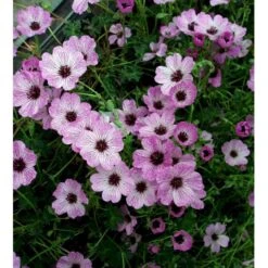 Storkenæb 'Ballerina' Geranium Cinereum 'Ballerina' 10 Cm. Potte -Montoz Butik mi1053 geranium cinereum ballerina f51a