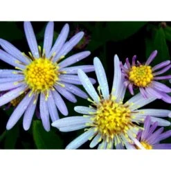 Japansk Asters 'Asran' Aster Ageratoides 'Asran' 1 Liter Potte -Montoz Butik mi10543 aster ageratoides asran 16e7