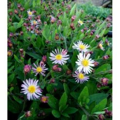 Japansk Asters 'Asran' Aster Ageratoides 'Asran' 1 Liter Potte -Montoz Butik mi10543 aster ageratoides asran 1cce