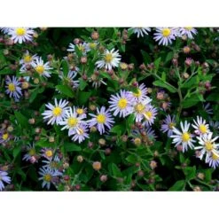 Japansk Asters 'Asran' Aster Ageratoides 'Asran' 1 Liter Potte -Montoz Butik mi10543 aster ageratoides asran 2105