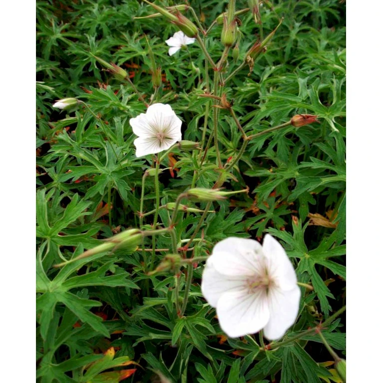 Storkenæb 'Kashmir White' Geranium Clarkei 'Kashmir White' 1 Liter Potte 3 Storkenæb 'Kashmir White' Geranium Clarkei 'Kashmir White' 1 Liter Potte